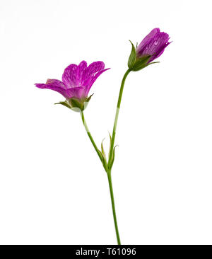 Et d'ouverture de la fleur ouverte, géranium sanguin Geranium endressii hardy, sur un fond blanc Banque D'Images