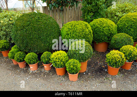 Buxus boule empochée fort longs buissons plantes pour la vente dans un centre jardin Durham Banque D'Images