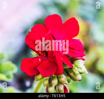 Les petites araignées sur une fleur rouge Banque D'Images