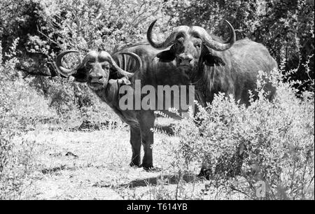 Une paire de buffle dans le sud de la savane africaine Banque D'Images