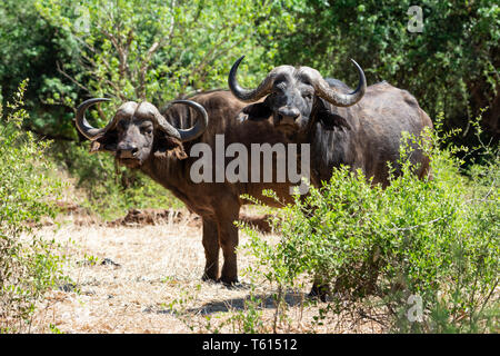 Une paire de buffle dans le sud de la savane africaine Banque D'Images