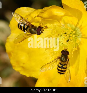 Deux Syrphus ribesii hoverflies assis sur une fleur de pavot jaune Banque D'Images