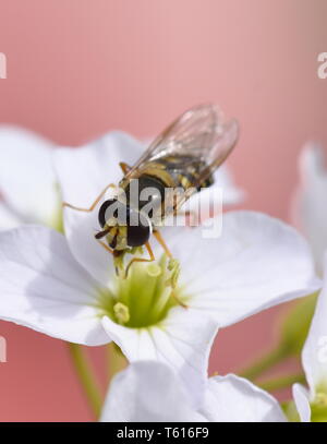 Gros plan sur l'hoverfly Syrphus ribesii le pollen de l'alimentation sur un cockooflower Banque D'Images
