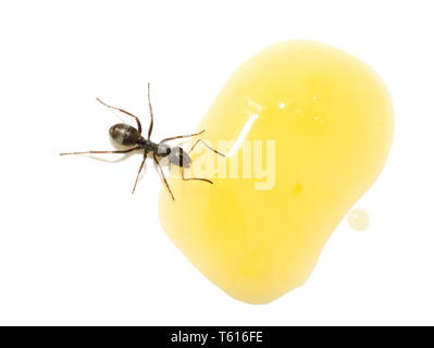 Le jardin noir Lasius niger ant boire d'une goutte de jus d'orange Banque D'Images