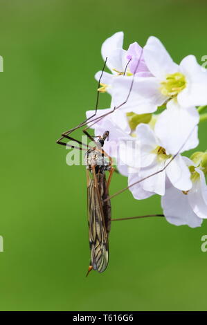 Gros plan sur Vrai cranefly Tipula paludosa assis sur une fleur Banque D'Images