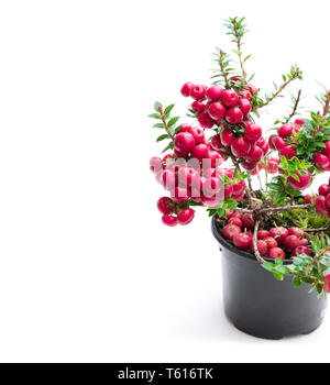 Gaultheria mucronata plante en pot isolated on white Banque D'Images