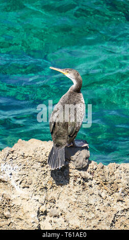 Méditerranée - Shag Phalacrocorax aristotelis - assis sur un rocher au cours d'une journée de printemps ensoleillée Banque D'Images