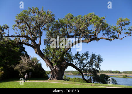 L'arbre que l'on pense être le plus grand chêne. C'est à Middleton Place près de Charleston en Caroline du Sud, USA. Banque D'Images