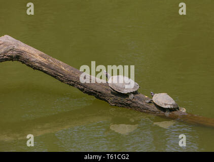 Kachuga reposant sur un journal en bois - photographiée au parc national de Kaziranga (Inde) Banque D'Images