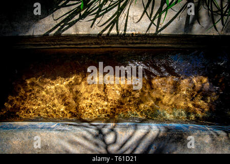 Soleil se reflétant dans l'eau qui coule dans un canal d'eau nommé falaj avec ombres de diverses plantes et arbres, Al Ain, ÉMIRATS ARABES UNIS Banque D'Images