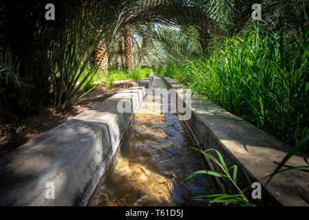 L'eau qui coule dans un canal d'eau nommé falaj entouré avec divers arbustes, d'herbes et de palmiers, Al Ain, ÉMIRATS ARABES UNIS Banque D'Images