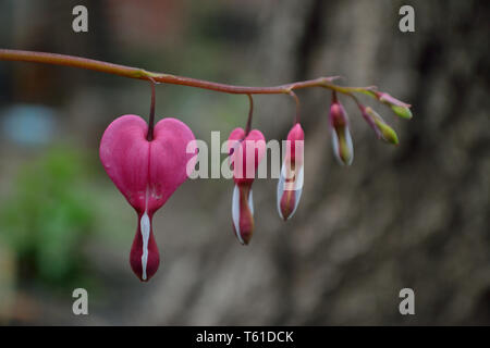 Close up of bleeding-heart, Lamprocapnos spectabilis, fleur de lyre ou Dame-dans-un-baignoire Banque D'Images