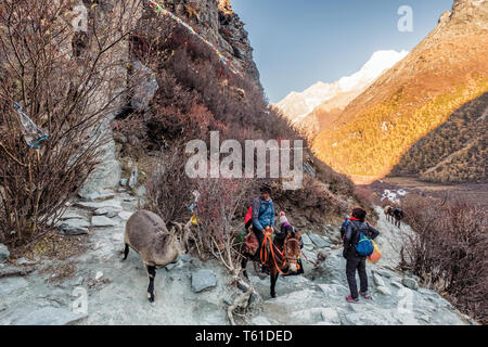 Daocheng, Chine - 23 Oct 2018 : Mountain deer avec cheval tibétain dans Rocky Valley, dans la réserve naturelle de Yading Banque D'Images