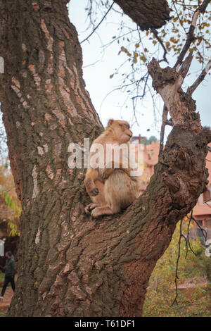 Dans Affen Marokko Baby Mutter Genre auf Baum ouzoud / Monkey au maroc mère enfant on tree Banque D'Images