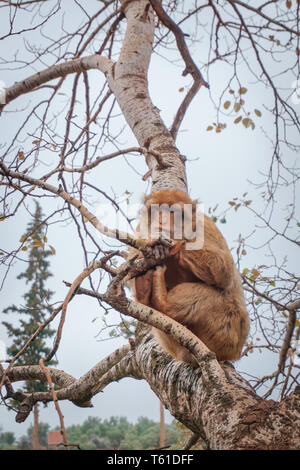 Dans Affen Marokko Baby Mutter Genre auf Baum ouzoud / Monkey au maroc mère enfant on tree Banque D'Images