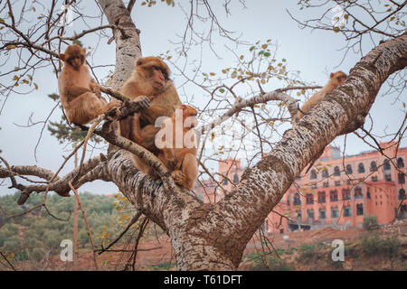 Dans Affen Marokko Baby Mutter Genre auf Baum ouzoud / Monkey au maroc mère enfant on tree Banque D'Images