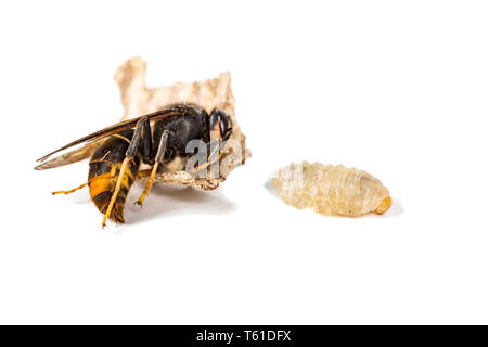 Close up of dead guêpe frelon asiatique larves larve insecte macro en fond blanc. Venin toxique colonie animale. Notion de danger dans la nature Banque D'Images