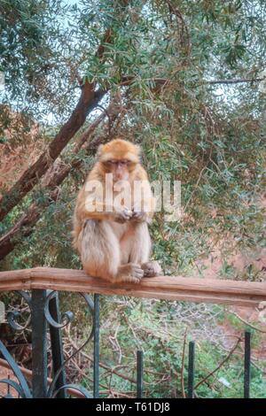 Dans Affen Marokko Baby Mutter Genre auf Baum ouzoud / Monkey au maroc mère enfant on tree Banque D'Images