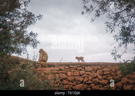 Dans Affen Marokko Baby Mutter Genre auf Baum ouzoud / Monkey au maroc mère enfant bébé animal mignon sur un arbre avec la mère Banque D'Images