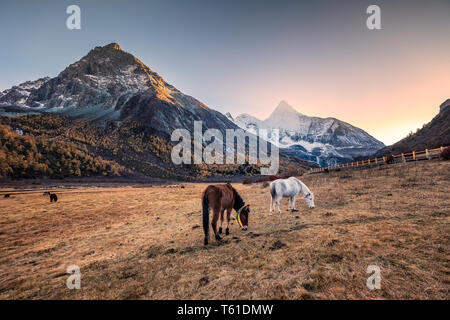 Troupeau de cheval en prairie avec Yangmaiyong sainte montagne au coucher du soleil. La réserve naturelle de Yading Banque D'Images