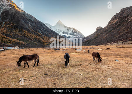 Troupeau de cheval en prairie avec Yangmaiyong sainte montagne au coucher du soleil. La réserve naturelle de Yading Banque D'Images