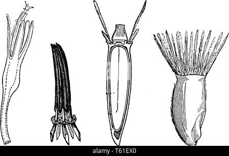 Une image décrivant les différentes parties d'un bleuet, vintage dessin ou gravure illustration. Illustration de Vecteur