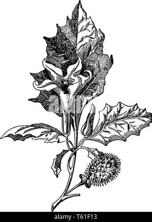 L'image de stramoine connue que Datura stramonium, est une plante de la famille des solanacées. Les gens de l'Inde offre ce tout en adorant le Seigneur Shi Illustration de Vecteur