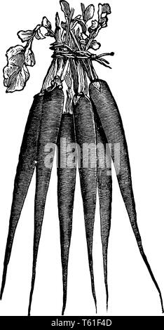 Radis rouge longue est originaire de Chine et du Japon. C'est à maturité plus rapidement et ils ont aussi un léger goût qui n'est pas aussi épicé, vintage dessin o Illustration de Vecteur
