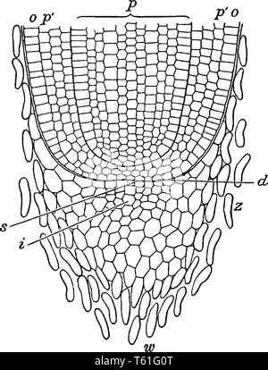 Il s'agit d'images d'une partie de la racine du maïs où w, racine-cap ; I, partie du cap plus jeunes ; z, les cellules mortes se séparant de cap ; s, point de croissance ; o, épiderme ; p', Illustration de Vecteur