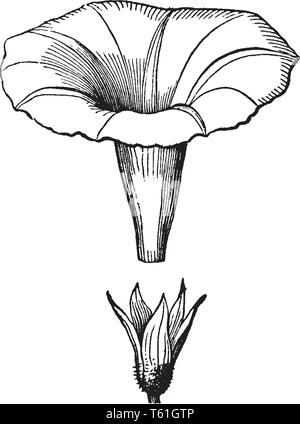 C'est une gloire du matin fleur. La meilleure spécialité de ces fleurs, c'est qu'il se trouve dans un arc-en-ciel de couleurs comme Rose, violet, rouge, bleu, etc., vintag Illustration de Vecteur