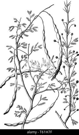 C'est un acacia, ses feuilles sont rares dans la taille, les fleurs se sont développées sur la branche, et l'arbre a des gousses, de taille moyenne ou d'une gravure de dessin Ligne vintage Illustration de Vecteur