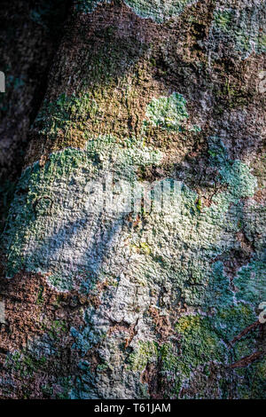 La nature abstraite de la surface de l'écorce des arbres de différentes couleurs de lichen sec de toucher la lumière du soleil dans les forêts tropicales. Banque D'Images