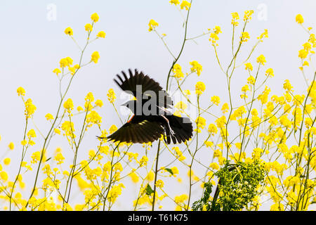 Un rouge à épaulettes (Agelaius phoeniceus) au San Luis National Wildlife Refuge dans la vallée centrale de la Californie, USA Banque D'Images