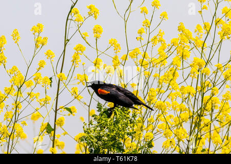 Un rouge à épaulettes (Agelaius phoeniceus) au San Luis National Wildlife Refuge dans la vallée centrale de la Californie, USA Banque D'Images