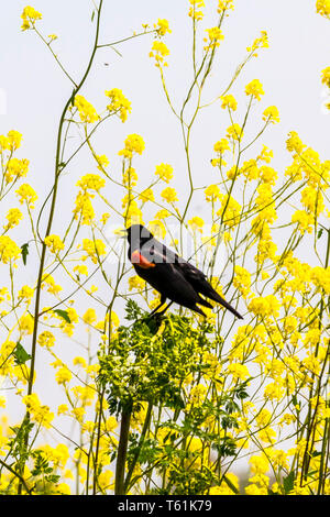 Un rouge à épaulettes (Agelaius phoeniceus) au San Luis National Wildlife Refuge dans la vallée centrale de la Californie, USA Banque D'Images