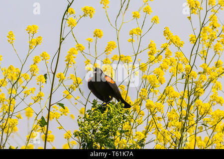 Un rouge à épaulettes (Agelaius phoeniceus) au San Luis National Wildlife Refuge dans la vallée centrale de la Californie, USA Banque D'Images