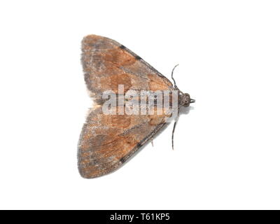 Espèce Pennithera firmata tapis pin isolé sur fond blanc Banque D'Images