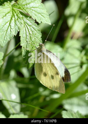 Le grand chou blanc papillon Pieris brassicae assis dans un champ vert Banque D'Images