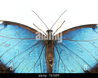 Section d'un papillon bleu morpho Morpho peleides ailes isolé sur fond blanc Banque D'Images