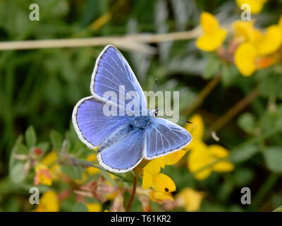 Le papillon bleu commun Polyommatus icarus assis sur une fleur de lotier corniculé Banque D'Images