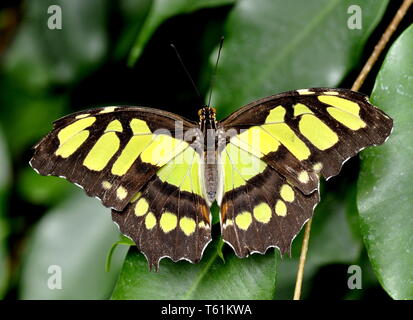 Papillon Siproeta stelenes malachite dans la végétation Banque D'Images