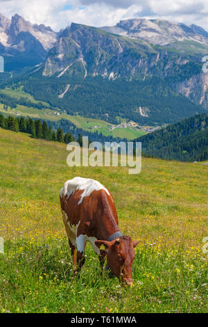 Belles Alpes prairie avec une vache de pâturage en été Banque D'Images