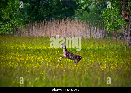 Roebucks sur un produit Banque D'Images