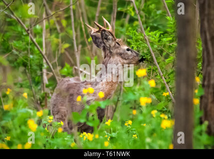 Roebucks sur un produit Banque D'Images