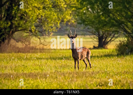 Roebucks sur un produit Banque D'Images