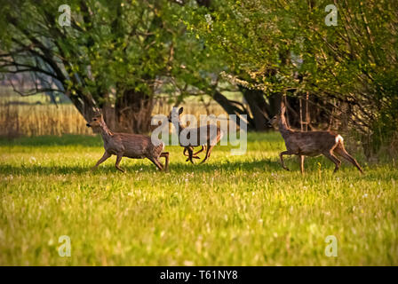 Roebucks sur un produit Banque D'Images