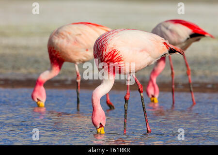 Les flamands des Andes (Phoenicoparrus andinus) Banque D'Images