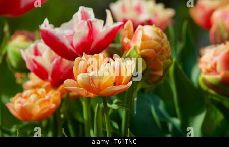 Tulipa Image de cuivre Banque D'Images