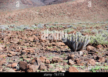 La végétation des montagnes de Jandia Fuerteventura, îles Canaries, Espagne Banque D'Images