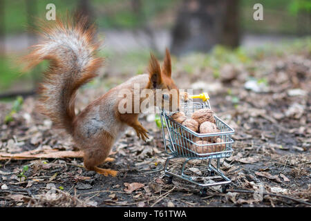 Red squirrel goes shopping with the small shopping cart full of walnuts Banque D'Images
